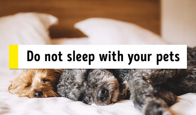 Không ngủ cùng thú cưng