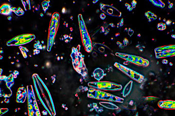 Diatomeas, cómo combaten el cambio climático o las plagas estas algas prehistóricas