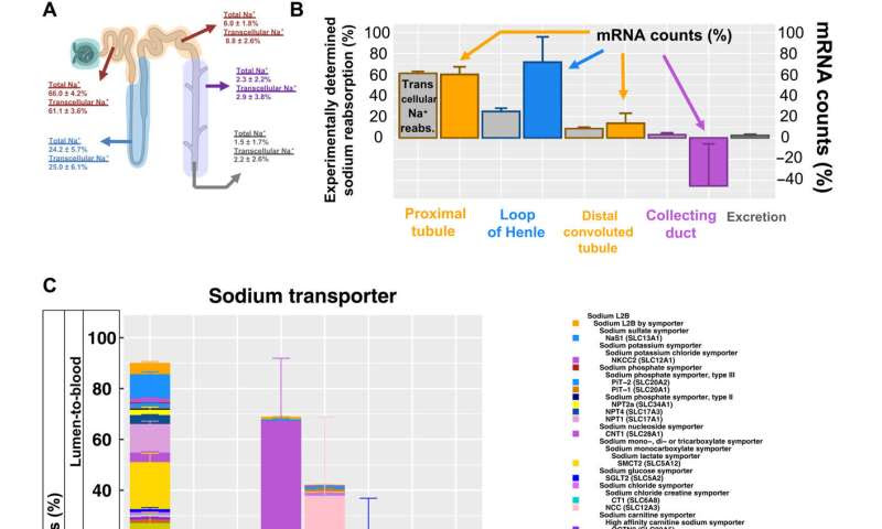 A reference tissue atlas for the human kidney