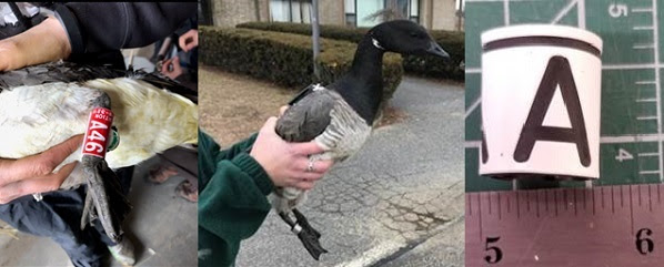 Atlantic brant