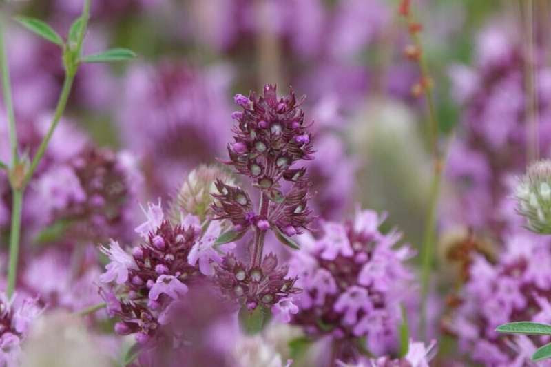 Flower nectar offers new weapon against Leishmaniasis