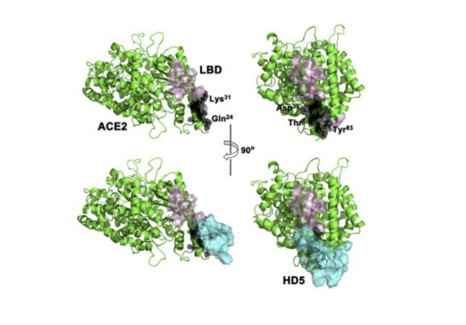 Cloaking of ACE2 by human defensin-5.