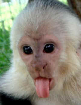 Image result for images of monkeys shrieking