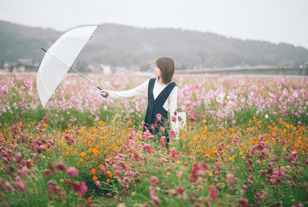 Ngẩn ngơ ngắm cánh đồng hoa cosmo Nhật Bản khoe sắc rực rỡ - Ảnh 8. Ngẩn ngơ ngắm cánh đồng hoa cosmo Nhật Bản khoe sắc rực rỡ - Ảnh 8.