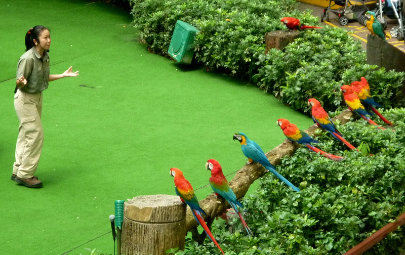 Парк птиц фото JURONG BIRD PARK SINGAPORE ส ว ย ม า ก