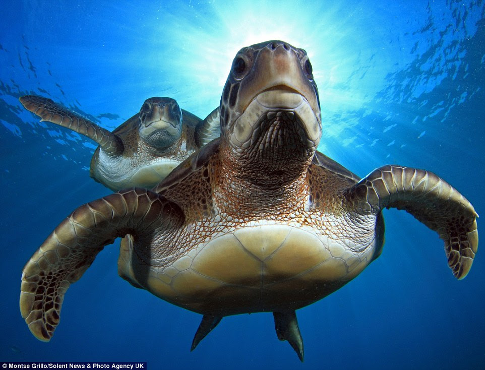 Far from being camera shy, the sea creatures swam up close to a pair of divers and  posed for several minutes with them
