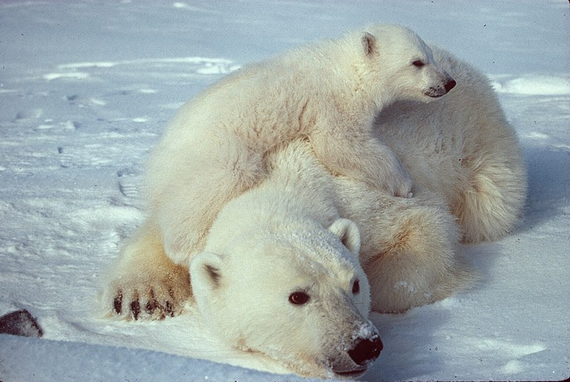 File:Ursus maritimus Polar bear with cub 2.jpg
