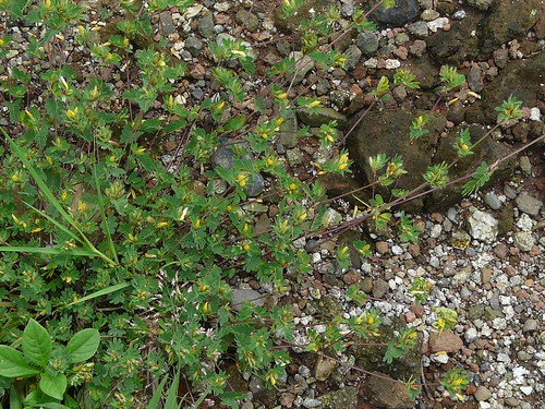 Paired Flower Smithia