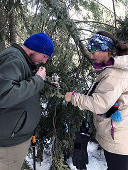 Workers search for hemlock wooly adelgid, an invasive species that damages hemlock trees.