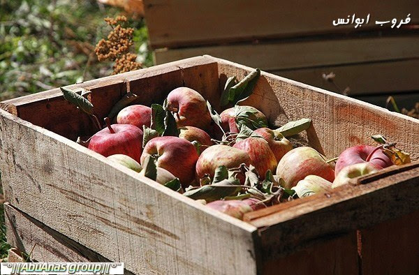 موسم قطف التفاح في جبال دماوند