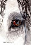 The Stallion's Eye 2 - Posted on Saturday, March 14, 2015 by Patricia Ann Rizzo