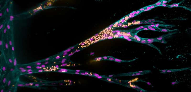 Synthetic tissue model with blood vessels