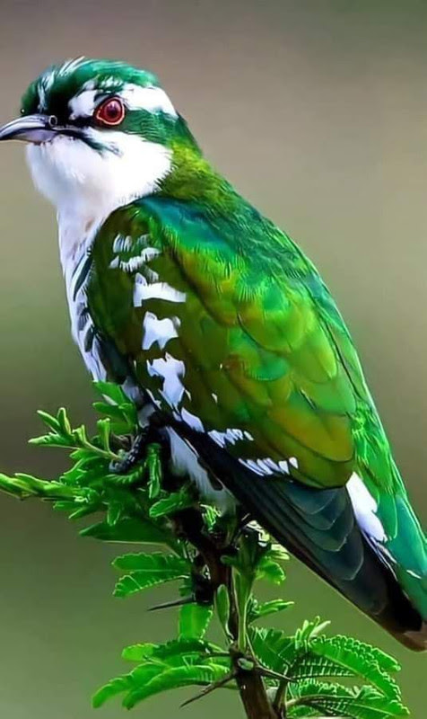 Green-Bird