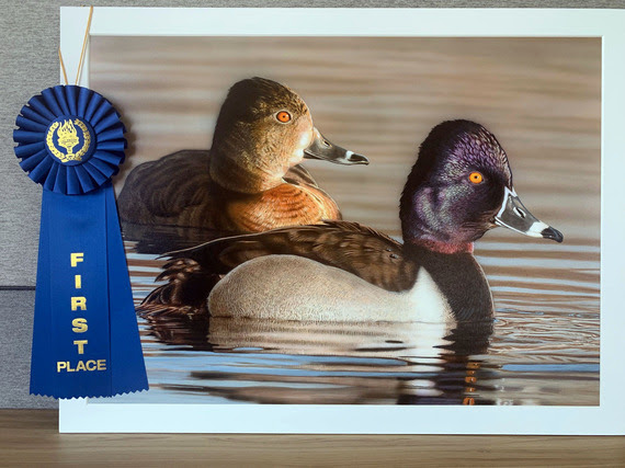 Two ducks in water