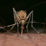 insects-820484_960_720