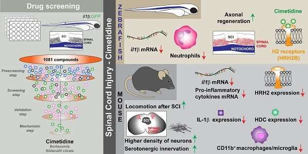 Drug discovery could aid spinal injury recovery