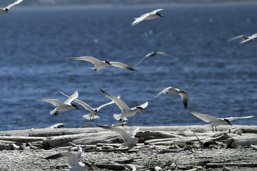 Caspian terns-USFWS-x4.jpg