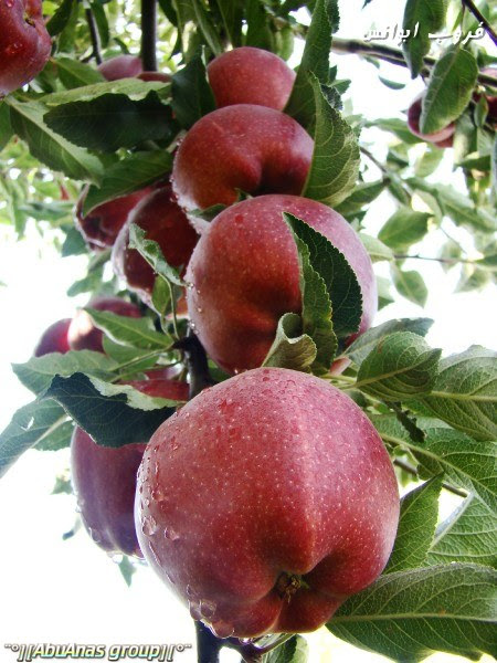 حصاد التفاح في جبال دماوند ايران