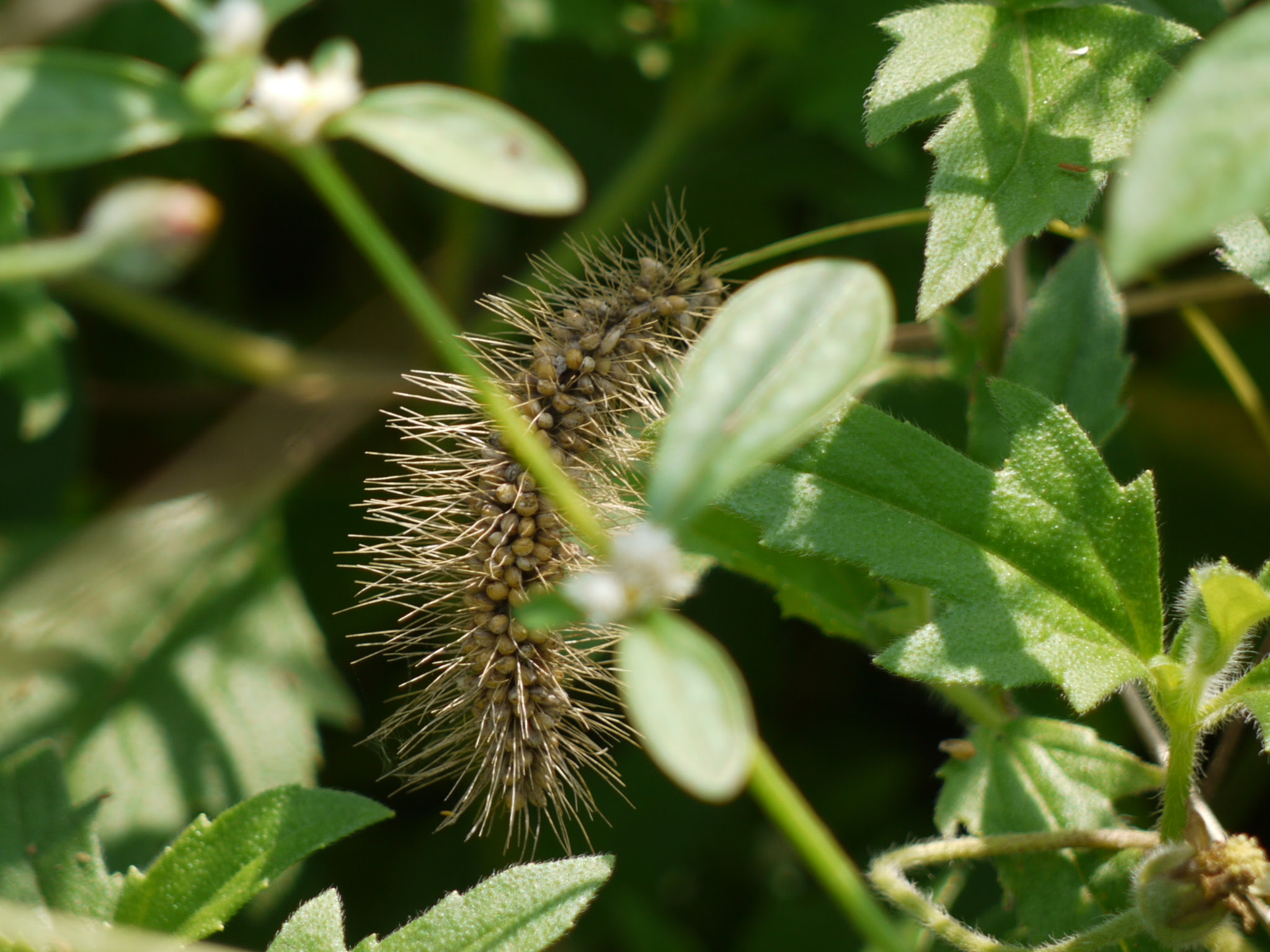 Setaria sp. ... FOR ID