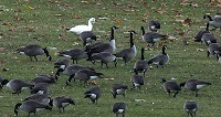 Canada geese-snow goose