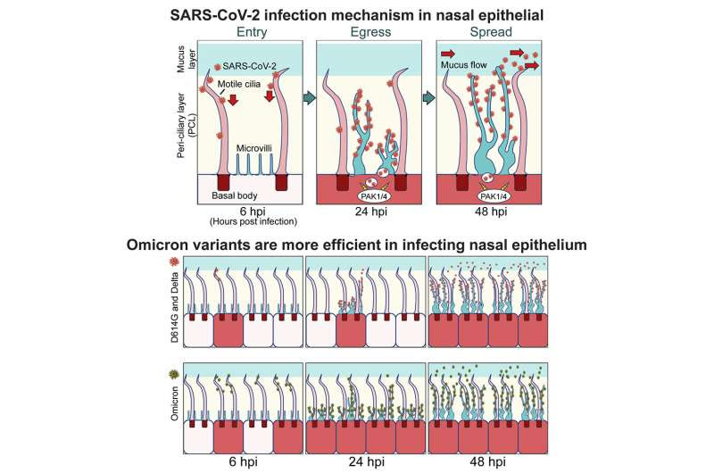 Scientists pinpoint COVID-19 virus's entry and exit ports inside our noses