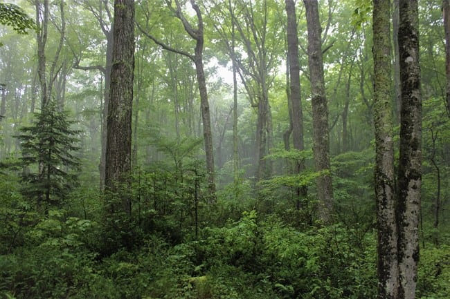 NEW STUDY: Climate Change Could Make Trees Shorter and Younger
