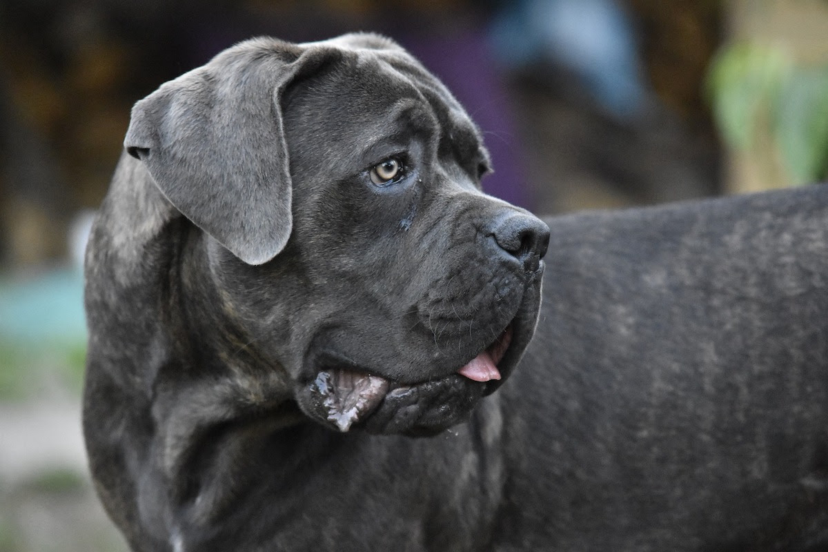 are mastiffs considered aggressive breeds