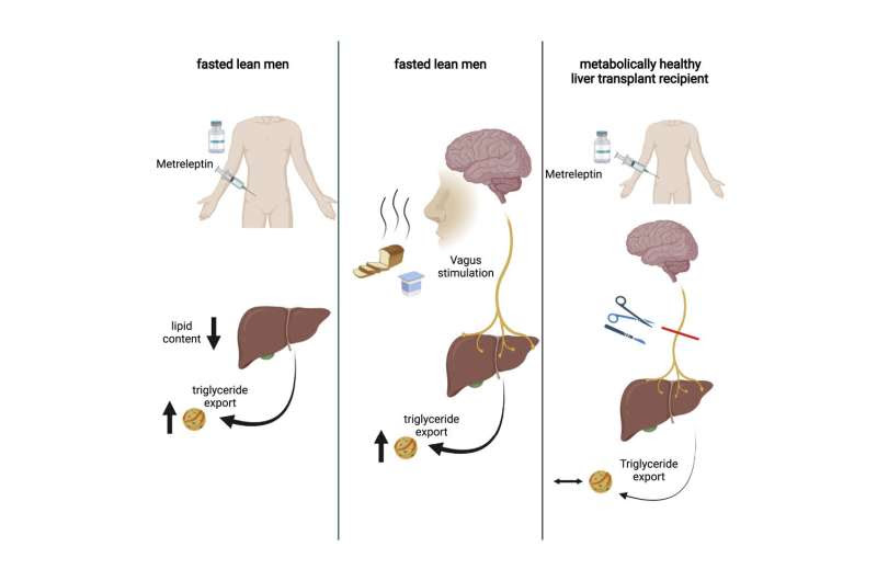 Hormone protects against development of fatty liver