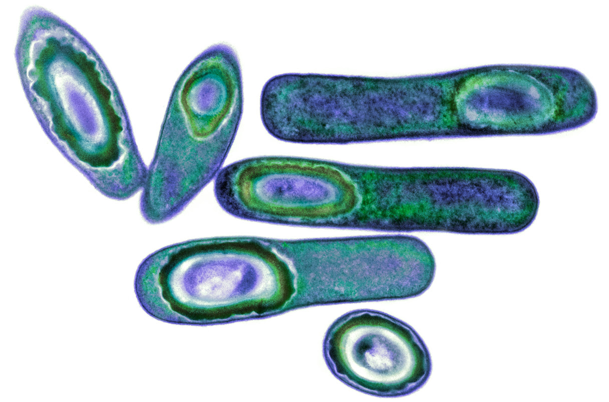 Clostridium difficile