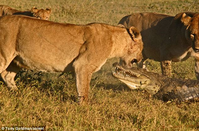 One lioness let out a roar inches from the croc's face