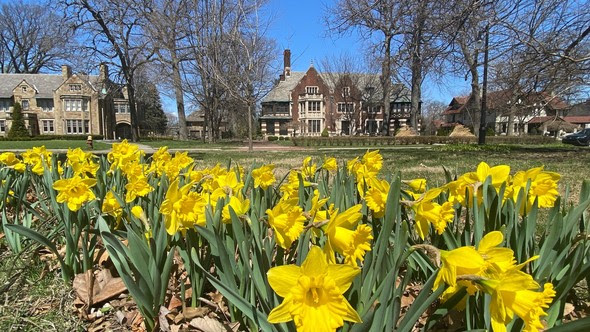 Daffodils pic