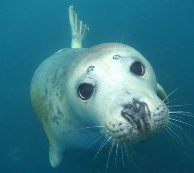 Sweet Encounter with the Mysterious Sea Creature of Scilly Isles (Videos and Photos)