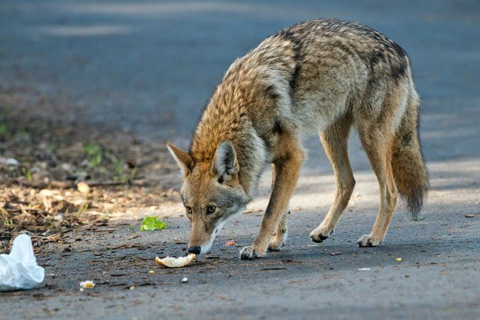 Coyote sniffing discarded food scraps.