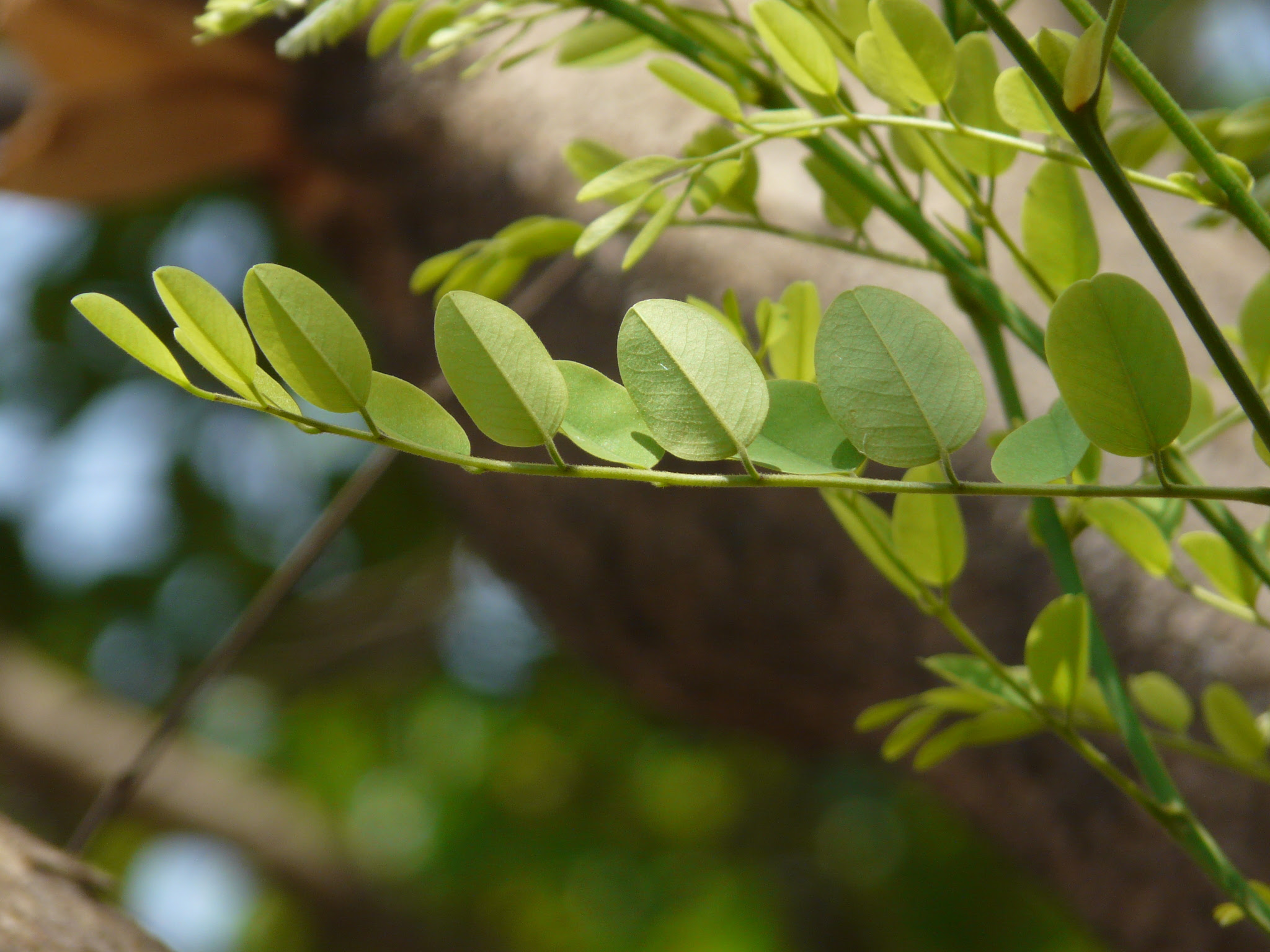 Dalbergia lanceolaria L.f.