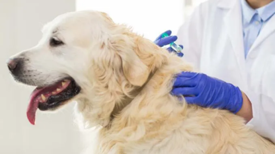 UK Ministers Told Once Human Vaccine Roll Out Is Over, Pets Should Be Given Covid Jabs Image-1537