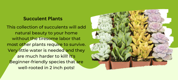 succulent plants succulent plants