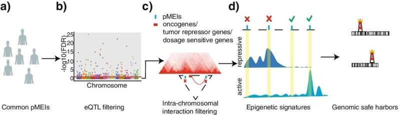 Research team finds new way to identify 'safe harbor' for gene therapies