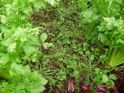 Landcress growing between celery and McGregor's Favourite beet, a decorative old Victorian variety I grow for it's phytonutrient-rich leaves in salads