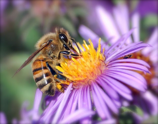 honey bee extracts nectar2-lrg-640x505