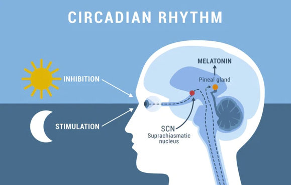 Melatonin Health Benefits With Sleep And Beyond Choosing Health Now Melatonin Health Benefits With Sleep And Beyond Choosing Health Now