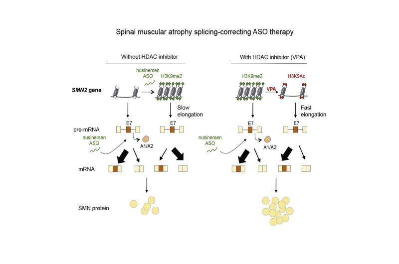 The promising drug duo that may improve spinal muscular atrophy treatment