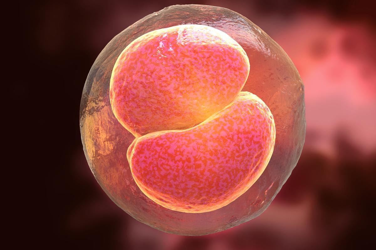 A new study has found a way to return pluripotent stem cells to a totipotent state, potentially allowing organisms to be grown without needing sperm and eggs