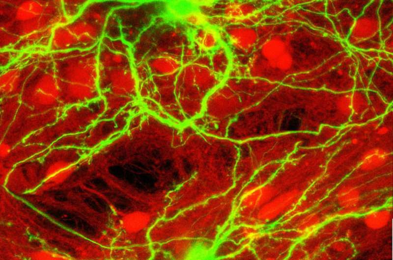 How neural circuits achieve a balance between excitation and inhibition