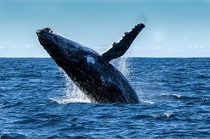 Whale jumping out of the water