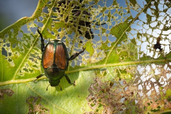 Japanese beetle