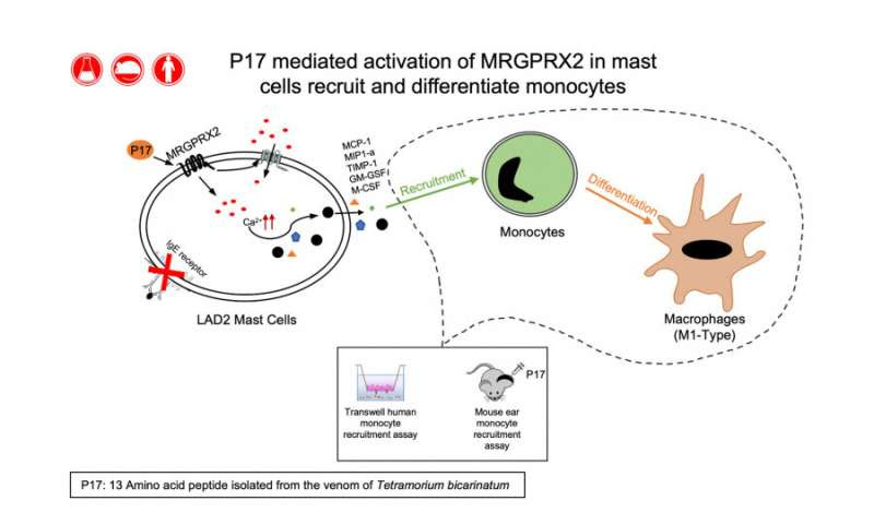 Naturally abundant venom peptide from ants can activate a pseudo allergic pathway unravelling a novel immunomodulatory pathway o