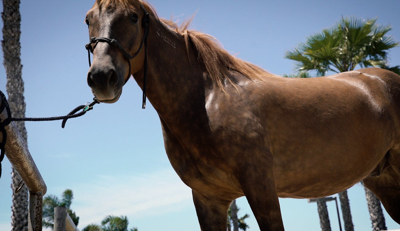 Flashback: Why ‘There Will Always Be a Place’ for Horses in the US Border Patrol