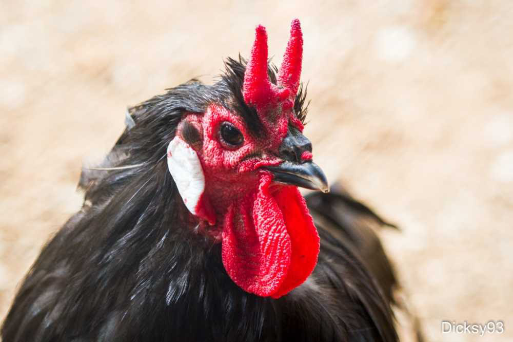 Gà không có một cọng lông, gà lùn, gà không đuôi và những loại gà kỳ lạ nhất trên thế giới - Ảnh 6.