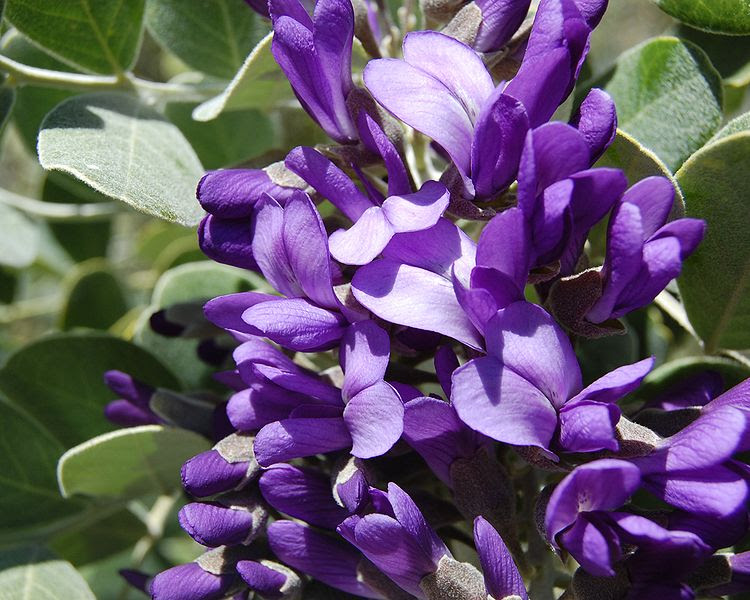File:Calia secundiflora flowers.jpg