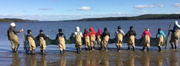 Elementary students line up in waders to seine at Kingston Point Beach